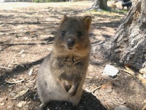 クオッカに会うために3回もロットネスト島に行きました♡